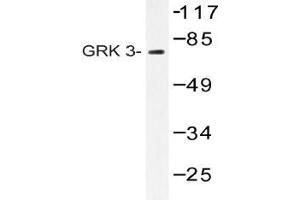 Western blot (WB) analysis of GRK 3 antibody in extracts from HepG2 cells. (ADRBK2 antibody)