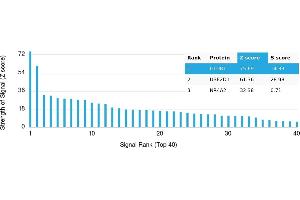 Protein Array (PAr) image for anti-Glutamate Receptor 1 (GLUR1) antibody (ABIN7456040) (Glutamate Receptor 1 antibody)