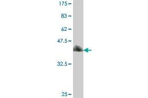 Western Blot detection against Immunogen (37. (EIF4A3 antibody  (AA 312-411))