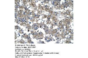 Human Liver (KLF15 antibody  (N-Term))