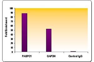 Histone H4K8ac antibody (pAb) tested by Chromatin IP. (Histone H4 antibody  (acLys8))