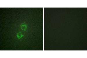 P-peptide - +Immunofluorescence analysis of HeLa cells, using 14-3-3 θ/τ (Phospho-Ser232) antibody. (14-3-3 theta antibody  (pSer232))