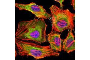 Immunofluorescence analysis of Hela cells using KDM3A mouse mAb (green). (KDM3A antibody)