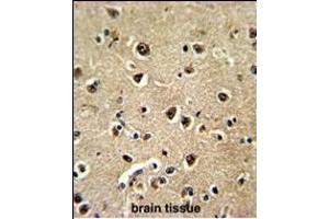 Formalin-fixed and paraffin-embedded human brain tissue reacted with BLC Antibody (N-term), which was peroxidase-conjugated to the secondary antibody, followed by DAB staining. (BAALC antibody  (N-Term))