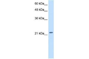 Transfected 293T; WB Suggested Anti-PMF1 Antibody Titration: 2. (PMF1 antibody  (Middle Region))
