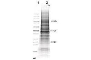 Western Blotting (WB) image for U-2OS Whole Cell Lysate (ABIN964031) (U-2OS Whole Cell Lysate)