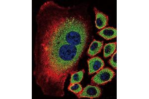 Immunofluorescence (IF) image for anti-Sialidase 2 (Cytosolic Sialidase) (NEU2) antibody (ABIN2996578) (NEU2 antibody)