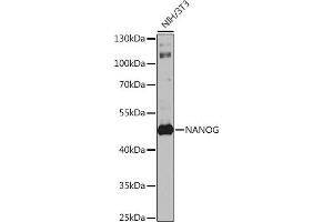 Western blot analysis of extracts of NIH/3T3 cells, using Nanog antibody (ABIN1680964, ABIN3017620, ABIN3017621 and ABIN6220166) at 1:1000 dilution. (Nanog antibody  (AA 1-100))