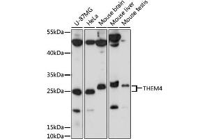 Western blot analysis of extracts of various cell lines, using THEM4 antibody (ABIN7270796) at 1000 dilution. (THEM4 antibody  (AA 37-150))