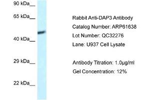 Western Blotting (WB) image for anti-Death-Associated Protein 3 (DAP3) (C-Term) antibody (ABIN786461) (DAP3 antibody  (C-Term))