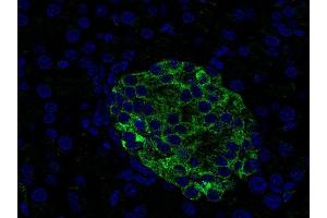 Indirect immunostaining of paraffin embedded mouse pancreas section (dilution 1 : 500; green).