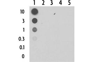 Dot blot of 5-Carboxylcytosine pAb. (5-Carboxylcytosine antibody)