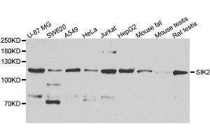 Western blot analysis of extracts of various cell lines, using SIK2 antibody. (SIK2 antibody  (AA 827-926))