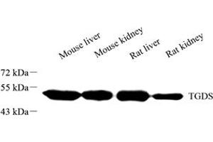 Western blot analysis of TGDS (ABIN7075850) at dilution of 1: 1000 (TGDS antibody)