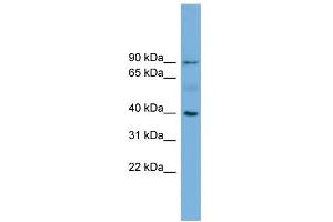 WB Suggested Anti-HFE Antibody Titration:  0. (HFE antibody  (N-Term))