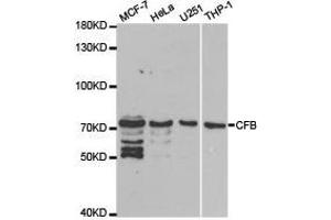 Western Blotting (WB) image for anti-Complement Factor B (CFB) antibody (ABIN1871801)