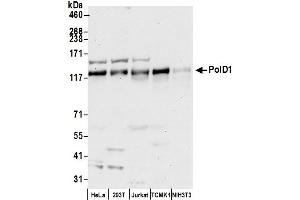 anti-Polymerase (DNA Directed), delta 1, Catalytic Subunit 125kDa (POLD1) (AA 930-980) antibody
