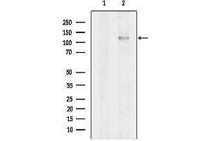 Western blot analysis of lysates from Pc12, using CC2B Antibody.