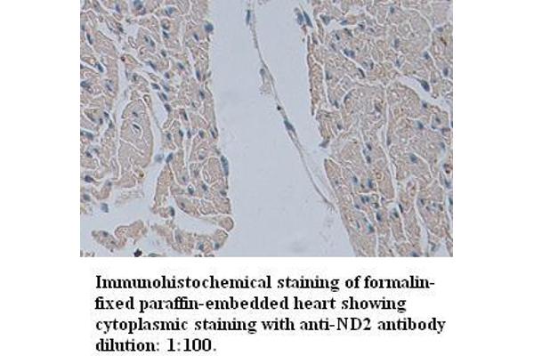MT-ND2 antibody  (N-Term)