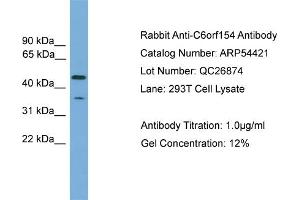 WB Suggested Anti-C6orf154  Antibody Titration: 0. (C6orf154 antibody  (N-Term))