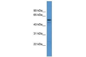 ADSL antibody used at 0. (Adenylosuccinate Lyase antibody  (Middle Region))