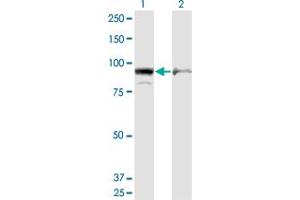 Western Blot analysis of AMPD2 expression in transfected 293T cell line by AMPD2 monoclonal antibody (M09A), clone 6A8. (AMPD2 antibody  (AA 86-185))