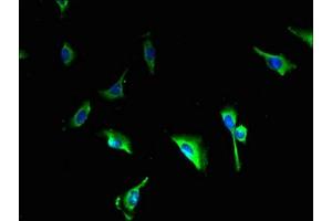 Immunofluorescent analysis of U251 cells using ABIN7146298 at dilution of 1:100 and Alexa Fluor 488-congugated AffiniPure Goat Anti-Rabbit IgG(H+L) (CALHM3 antibody  (AA 201-350))