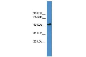 WB Suggested Anti-SERPINB13 Antibody Titration: 0. (SERPINB13 antibody  (Middle Region))