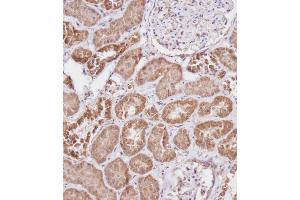 Immunohistochemical analysis of A on paraffin-embedded Human kidney tissue.