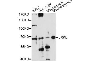 Western blot analysis of extracts of various cell lines, using JRKL antibody (ABIN6293098) at 1:1000 dilution. (JRKL antibody)