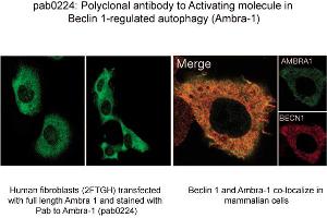 Image no. 1 for anti-Autophagy/beclin-1 Regulator 1 (AMBRA1) (N-Term) antibody (ABIN347117)