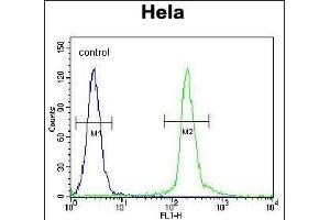 UNK Antibody (N-term) (ABIN655034 and ABIN2844666) flow cytometric analysis of Hela cells (right histogram) compared to a negative control cell (left histogram). (UNK antibody  (N-Term))