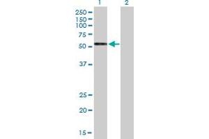 Western Blot analysis of GPRC5C expression in transfected 293T cell line by GPRC5C MaxPab polyclonal antibody.