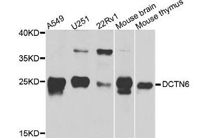 Western blot analysis of extracts of various cell lines, using DCTN6 antibody (ABIN5974662) at 1/1000 dilution. (DCTN6 antibody)