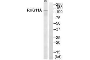 Western blot analysis of extracts from NIH/3T3 cells, using RHG11A antibody. (ARHGAP11A antibody)