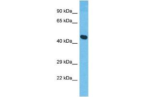 Western Blotting (WB) image for anti-XK, Kell Blood Group Complex Subunit-Related Family, Member 8 (XKR8) (C-Term) antibody (ABIN2791991) (XKR8 antibody  (C-Term))