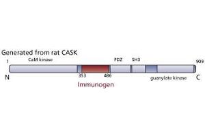 Image no. 2 for anti-Calcium/calmodulin-Dependent serine Protein Kinase (MAGUK Family) (CASK) (AA 353-486) antibody (ABIN968174) (CASK antibody  (AA 353-486))