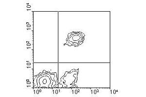 Image no. 1 for anti-CD5 (CD5) antibody (PE) (ABIN135495) (CD5 antibody  (PE))