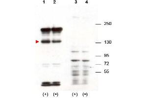 Image no. 1 for anti-Signal-Induced Proliferation-Associated 1 (SIPA1) (N-Term) antibody (ABIN401404) (SIPA1 antibody  (N-Term))