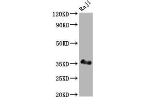 Western Blot Positive WB detected in: Raji whole cell lysate All lanes: BOB1 antibody at 1:2000 Secondary Goat polyclonal to rabbit IgG at 1/50000 dilution Predicted band size: 28 kDa Observed band size: 35 kDa (Recombinant POU2AF1 antibody)