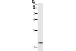 Gel: 12 % SDS-PAGE, Lysate: 40 μg, Lane: Mouse small intestines tissue, Primary antibody: ABIN7192088(PYY Antibody) at dilution 1/200, Secondary antibody: Goat anti rabbit IgG at 1/8000 dilution, Exposure time: 5 minutes