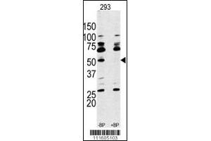Western Blot in 293 cell line lysate. (RPS6KB1 antibody  (AA 277-306))