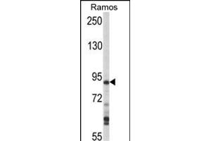 Western blot analysis of hHPK1- (ABIN392502 and ABIN2842070) in Ramos cell line lysates (35 μg/lane). (MAP4K1 antibody  (C-Term))