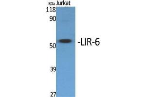 Western Blot (WB) analysis of specific cells using LIR-6 Polyclonal Antibody. (LILRA1 antibody  (Internal Region))