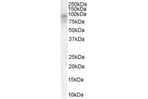 DPP10 antibody  (Internal Region)