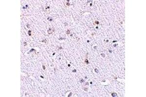 Immunohistochemistry (IHC) image for anti-Nanos Homolog 1 (NANOS1) (N-Term) antibody (ABIN1031474) (Nanos Homolog 1 antibody  (N-Term))