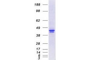 Validation with Western Blot (SERPINA1 Protein (Transcript Variant 1) (Myc-DYKDDDDK Tag))