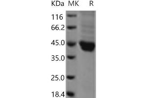 Western Blotting (WB) image for Junctional Adhesion Molecule 2 (JAM2) (Active) protein (His tag) (ABIN7321100) (JAM2 Protein (His tag))