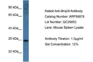 Western Blotting (WB) image for anti-BCL2/adenovirus E1B 19kDa Interacting Protein 3-Like (BNIP3L) (Middle Region) antibody (ABIN786017) (BNIP3L/NIX antibody  (Middle Region))