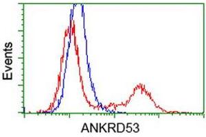 HEK293T cells transfected with either RC206701 overexpress plasmid (Red) or empty vector control plasmid (Blue) were immunostained by anti-ANKRD53 antibody (ABIN2454355), and then analyzed by flow cytometry. (ANKRD53 antibody  (AA 1-300))